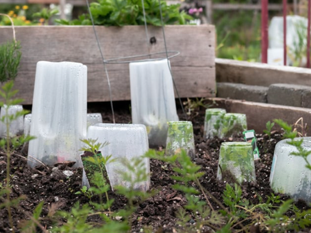 Managing Inconsistent Temps in Early Spring
