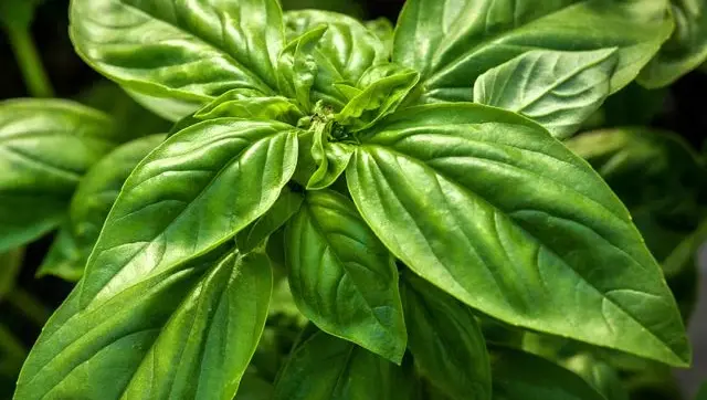 Genovese Basil