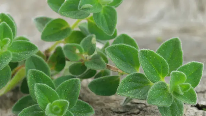 Oregano