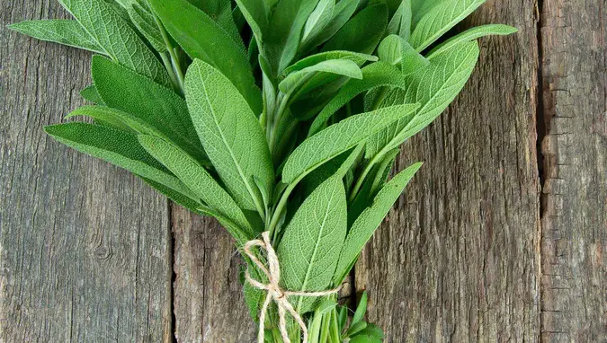 Sage