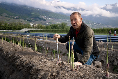 Asperge Daval