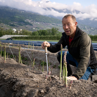 La culture de l’asperge blanche en Valais