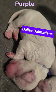 Screen Shot 2025-10-29 at 10.48.44 PM.png