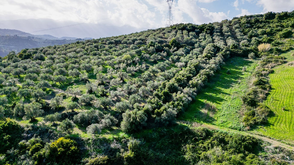 Embrace the Tranquil Charm of 2900 m² Olive Grove near Kalamitsi Apokoronas! - image 3
