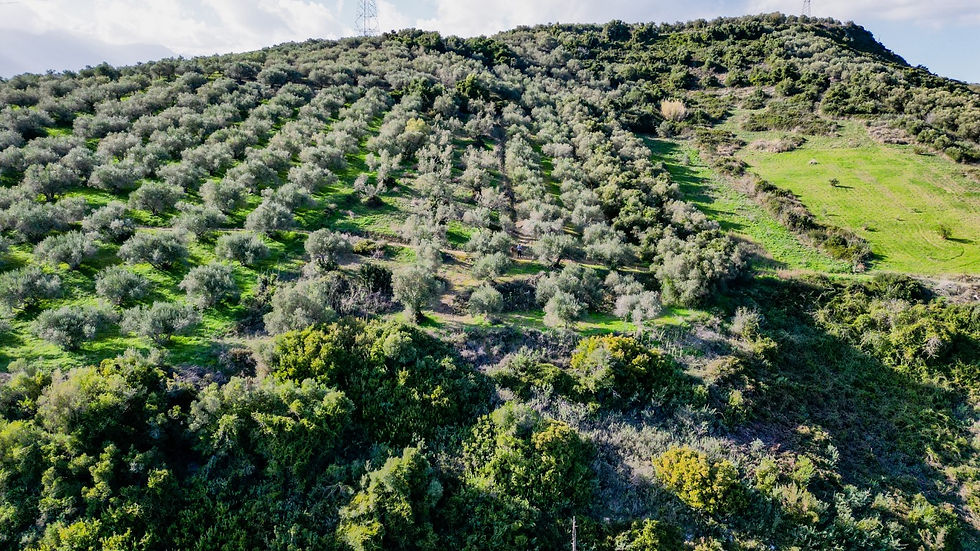 Embrace the Tranquil Charm of 2900 m² Olive Grove near Kalamitsi Apokoronas! - image 4