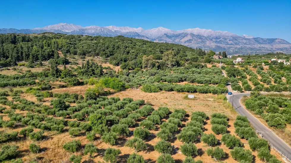 Beautiful Olive Grove Plot Near Vamos - image 4