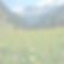wildflower meadow in mountains_edited.jp