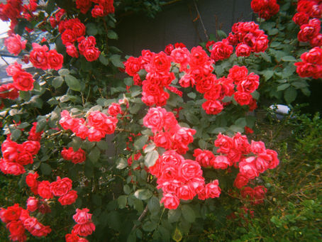 if it's not chaos, i don't want it.