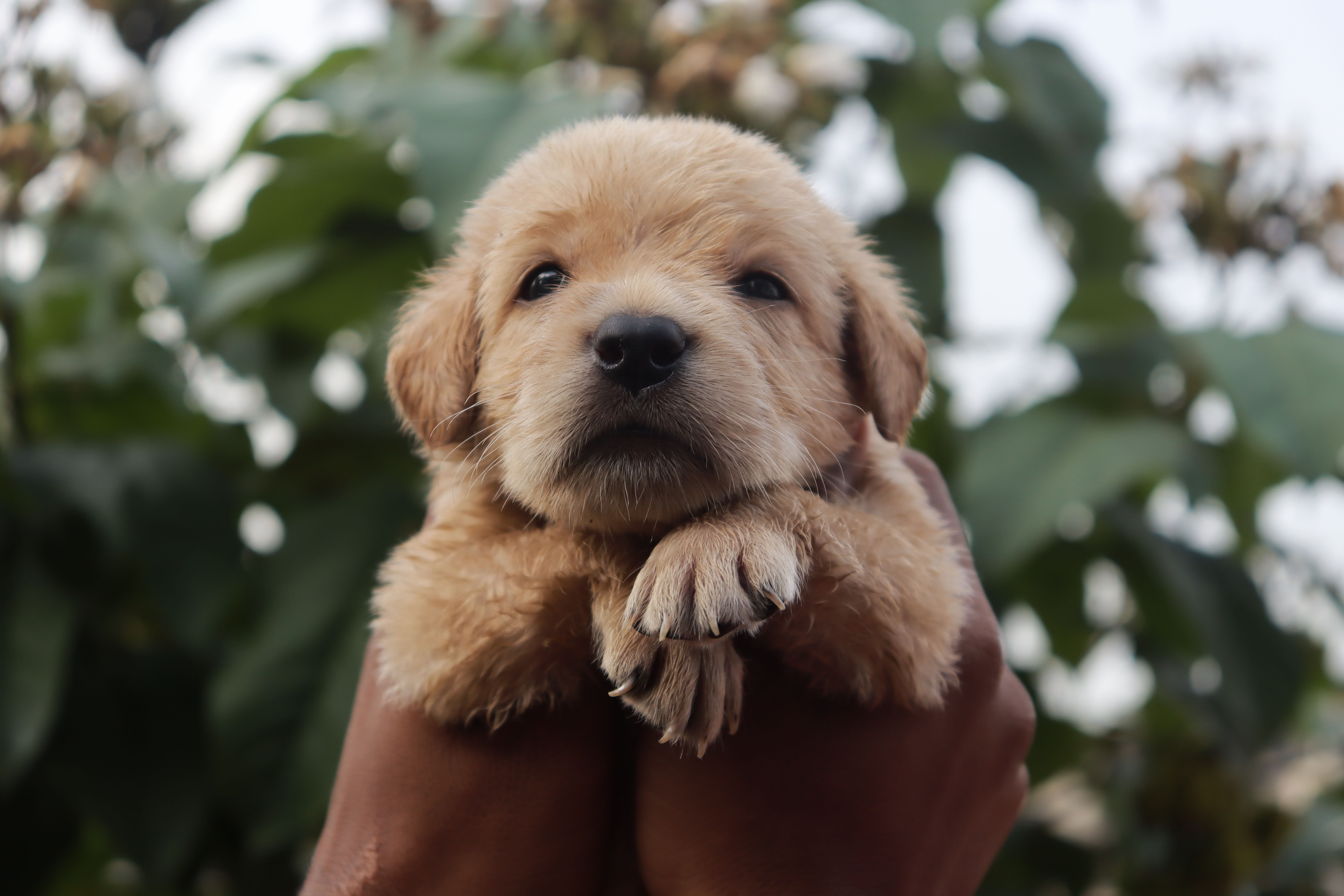 Labrador female puppy