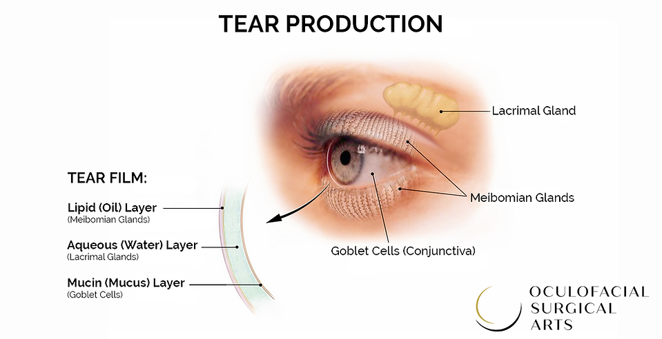 tear film.png