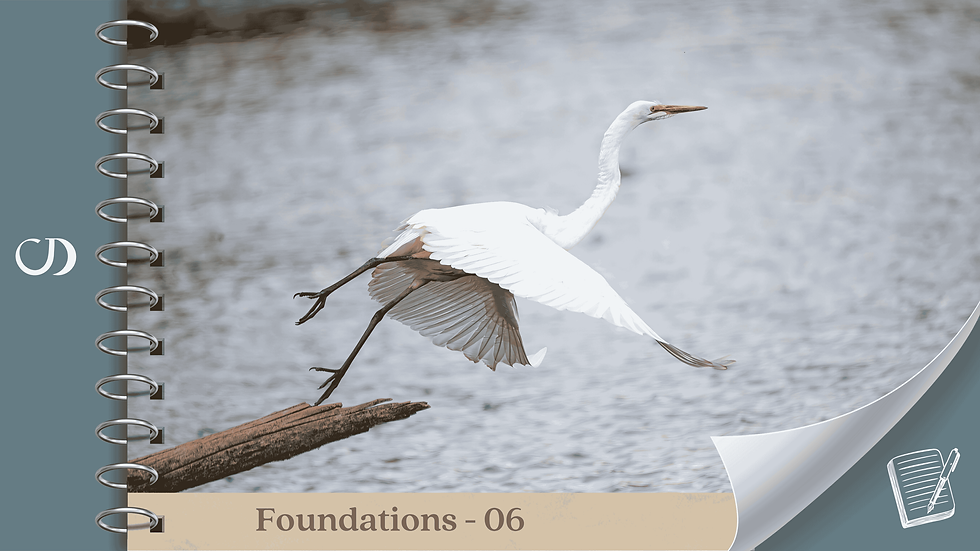 A white heron lifting into flight from a branch over water, symbolising the shift from survival patterns to self-trust and new ways of living.