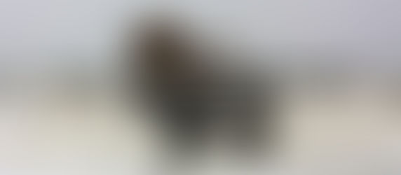 Venezolano relató su experiencia tras alerta de tsunami en Hawái