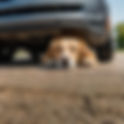 Ver para creer: perros destrozan un auto persiguiendo a un gato