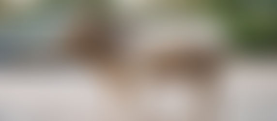 Un toro se "robo" una moto en la india y se viralizó en redes