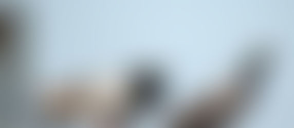 Una paloma mensajera se convierte en el portador del pánico