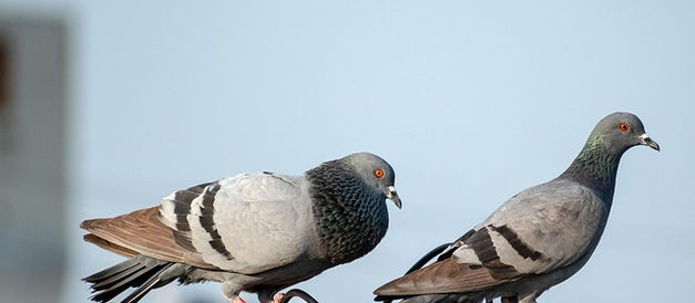 Una paloma mensajera se convierte en el portador del pánico
