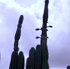 自然に溶け込むサボテン