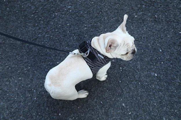 Thumbnail: INSTACHEW Air Fly Dog Harness