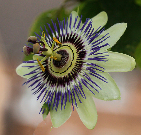 Flower in bloom photo by RM imagery