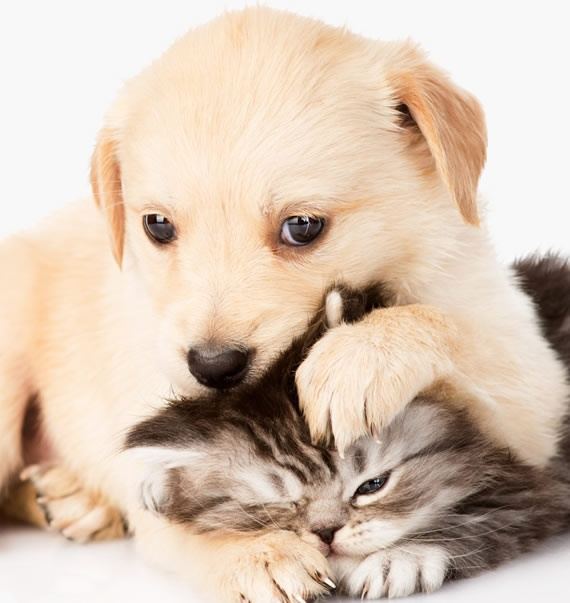 Long Beach Humane Society Kitty Cove