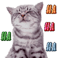 cat laughing ha ha.gif