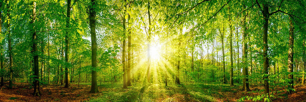 Trees.jpeg