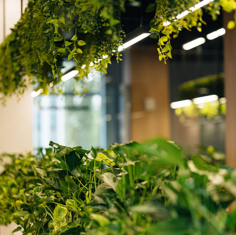 Штучні та живі рослини в озелененні офісного простору Fractal Hub, вигляд зблизька.