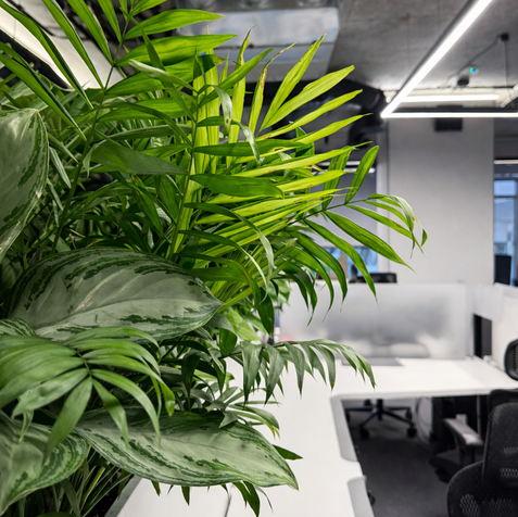 Детальний вигляд рослин у межах озеленення офісу EDG Group