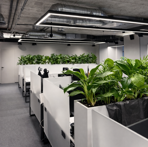 Лінійне озеленення офісу в open space з рослинами у білих перегородках