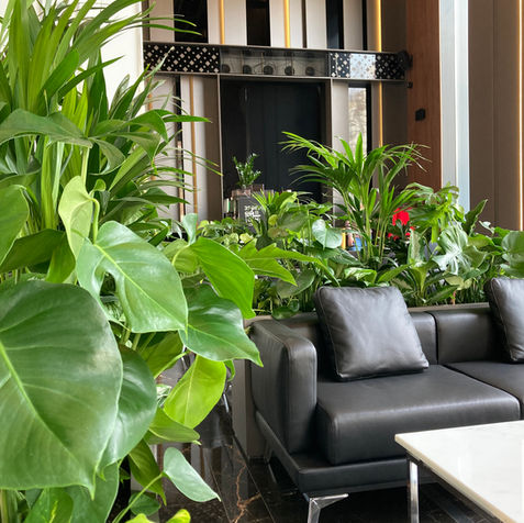 Живі рослини, інтегровані в меблеві ніші в холі ЖК BE THE ONE