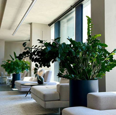 Живі рослини у стильних кашпо в інтер’єрі шоуруму FRANKE.