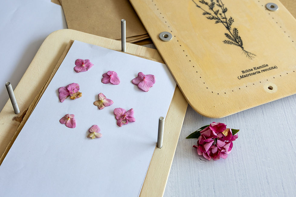 Rosa Blüten werden auf weißes Papier in die Blumenpresse eingelegt. 