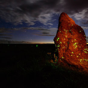 Bioluminescência no cupinzeiro
