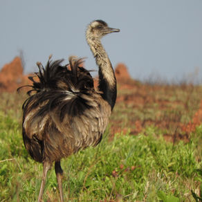 Ema - Rhea Americana