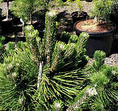 conifers.jpg