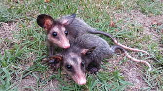Soltura de animais silvestres