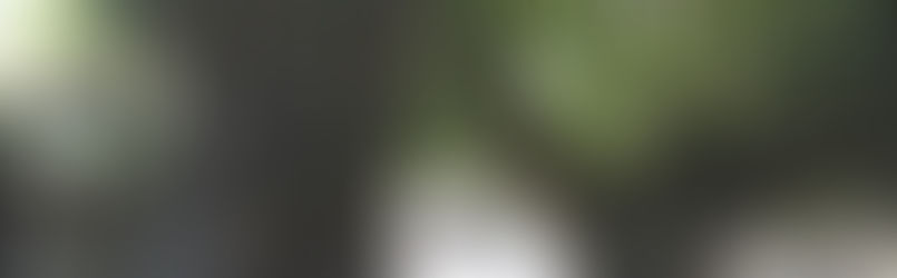 Tratamento especial para árvores centenárias de Pendotiba