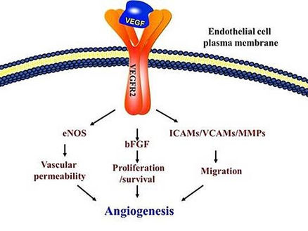 簡介血管內皮細胞生長因子(VEGF)功能與癌症關係