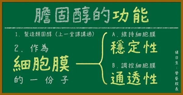 別小看膽固醇!它是人體類固醇之母, ,膽固醇的功能是製造類固醇,作為細胞膜的一份子,具有維持細胞膜的穩定性和調控細胞膜的通透性