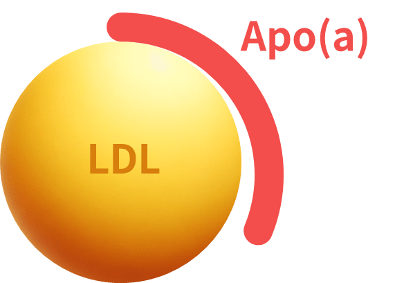 醫療新領域-脂蛋白a(Lipoprotein a)與心腦血管病變的 12 個重點