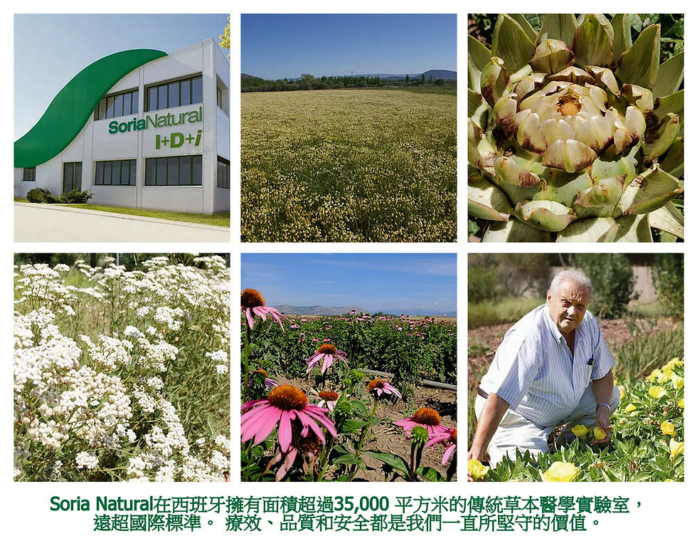 縮圖：紫錐花蜂膠精華 Capsules 13-C Fensatin XXI