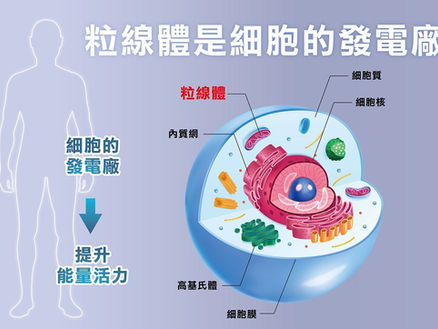 慢性發炎為什麼會走向癌症