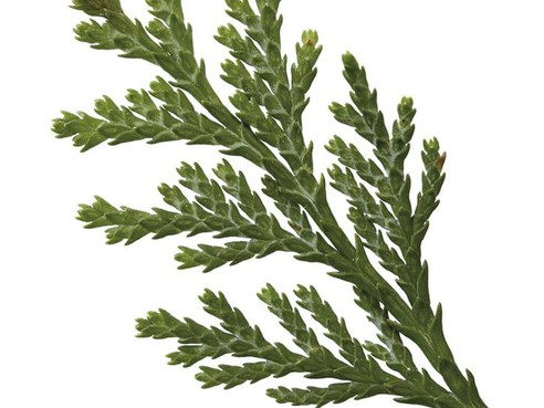 絲柏Cupressus sempervirens L 草本植物功效