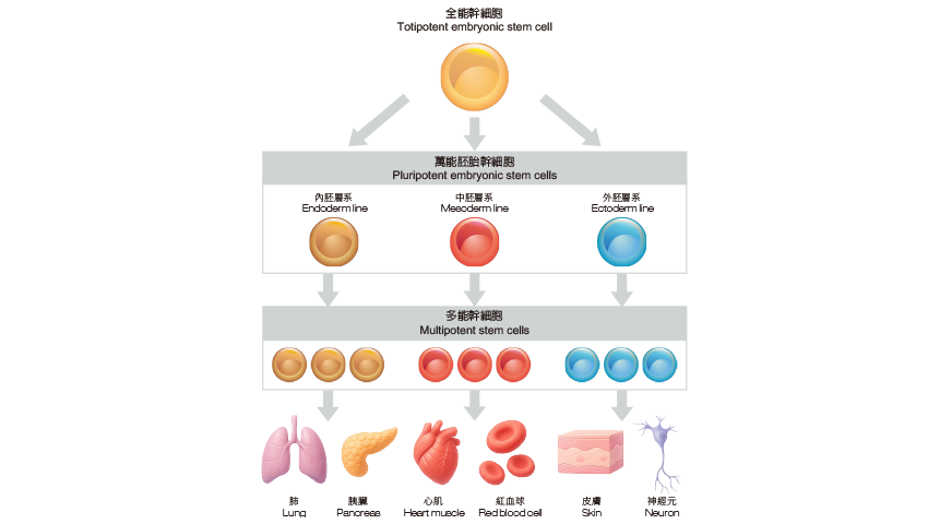 無細胞療法時代來臨-揭開幹細胞外泌體的神秘面紗