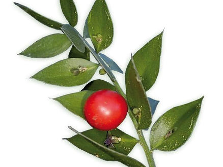 假葉樹Ruscus aculeatus L 草本植物功效