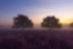 Soft sunrise landscape photo of purple heather fields covered in thick morning mist with silhouette trees at Roydon Common, Norfolk.