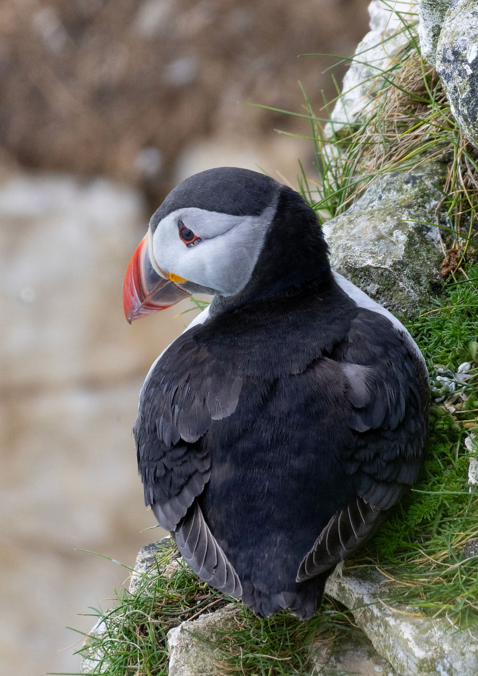 A colourful solemn puffin sitting on the cliffs