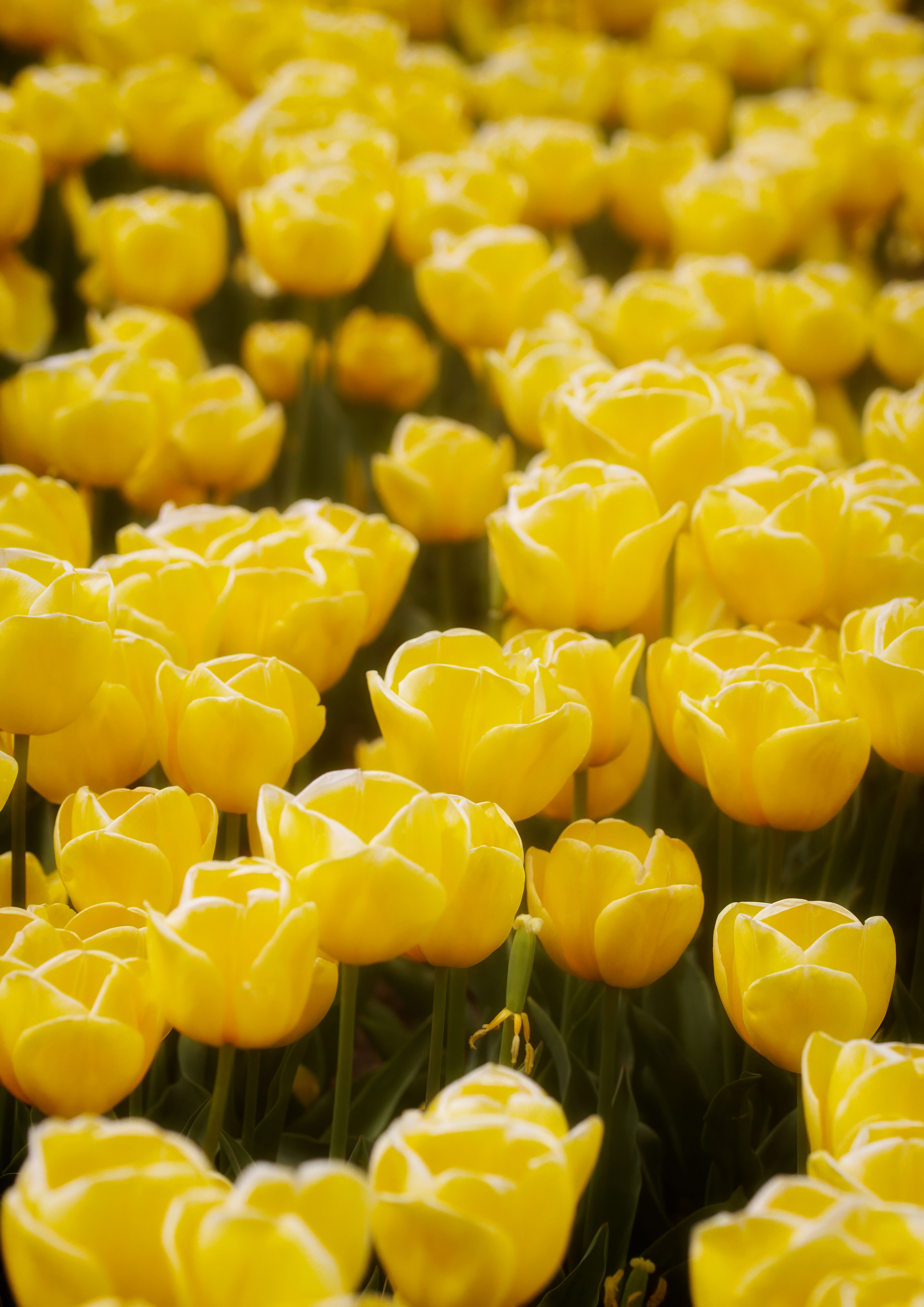 "Yellow Tulip Field"