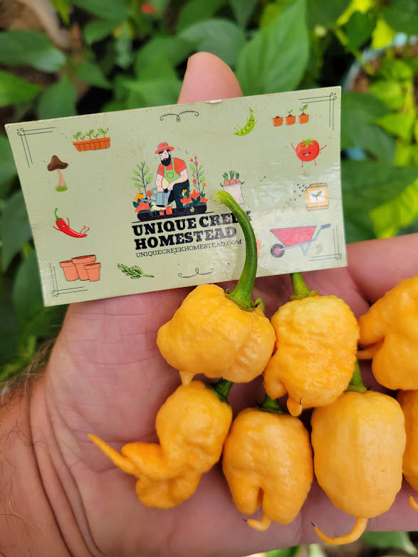Thumbnail: PEPPER X Peach Pepper Seeds 2,600,000+ Scoville