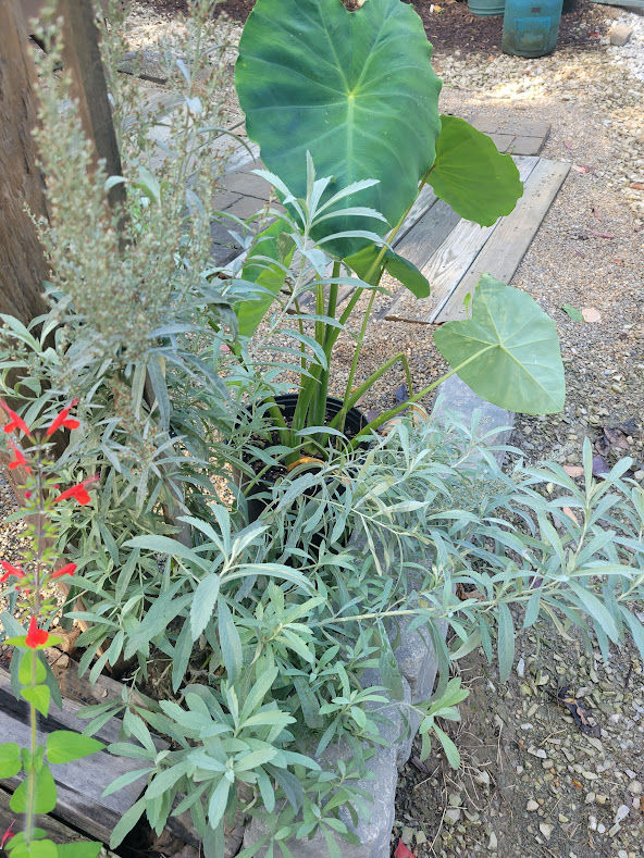 Thumbnail: WHITE SAGE SEEDS Artemisia ludoviciana